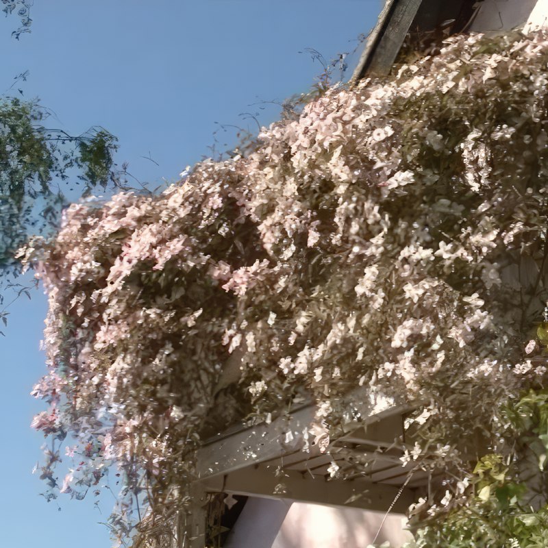 beskæring af klematis montana