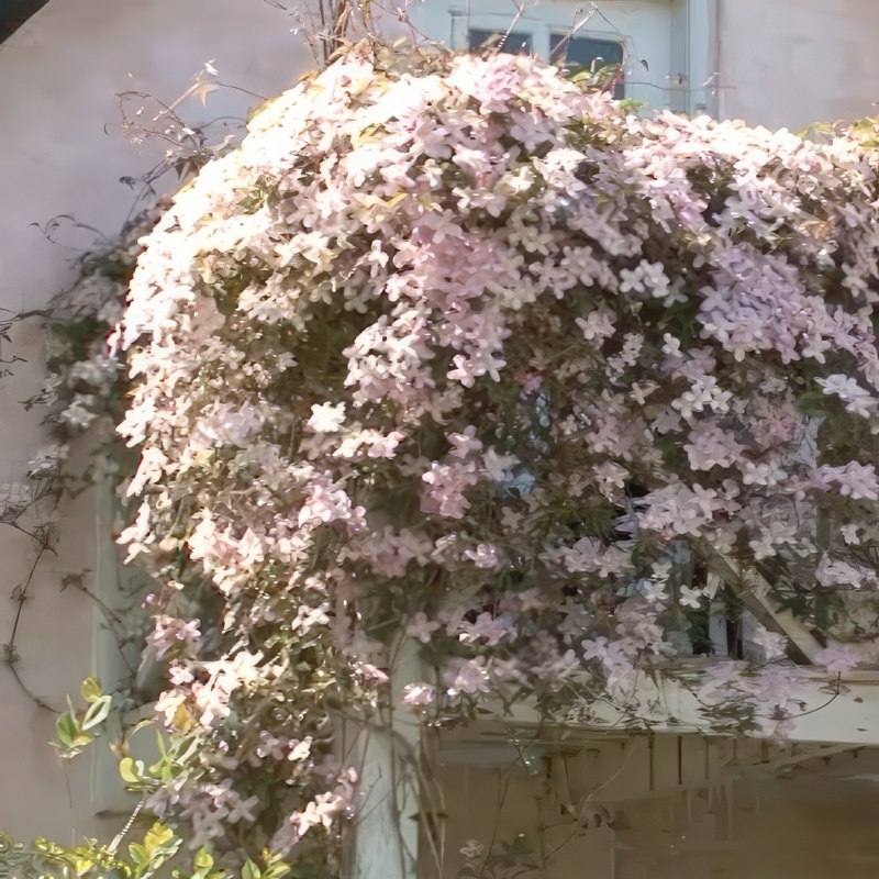 beskæring af klematis montana