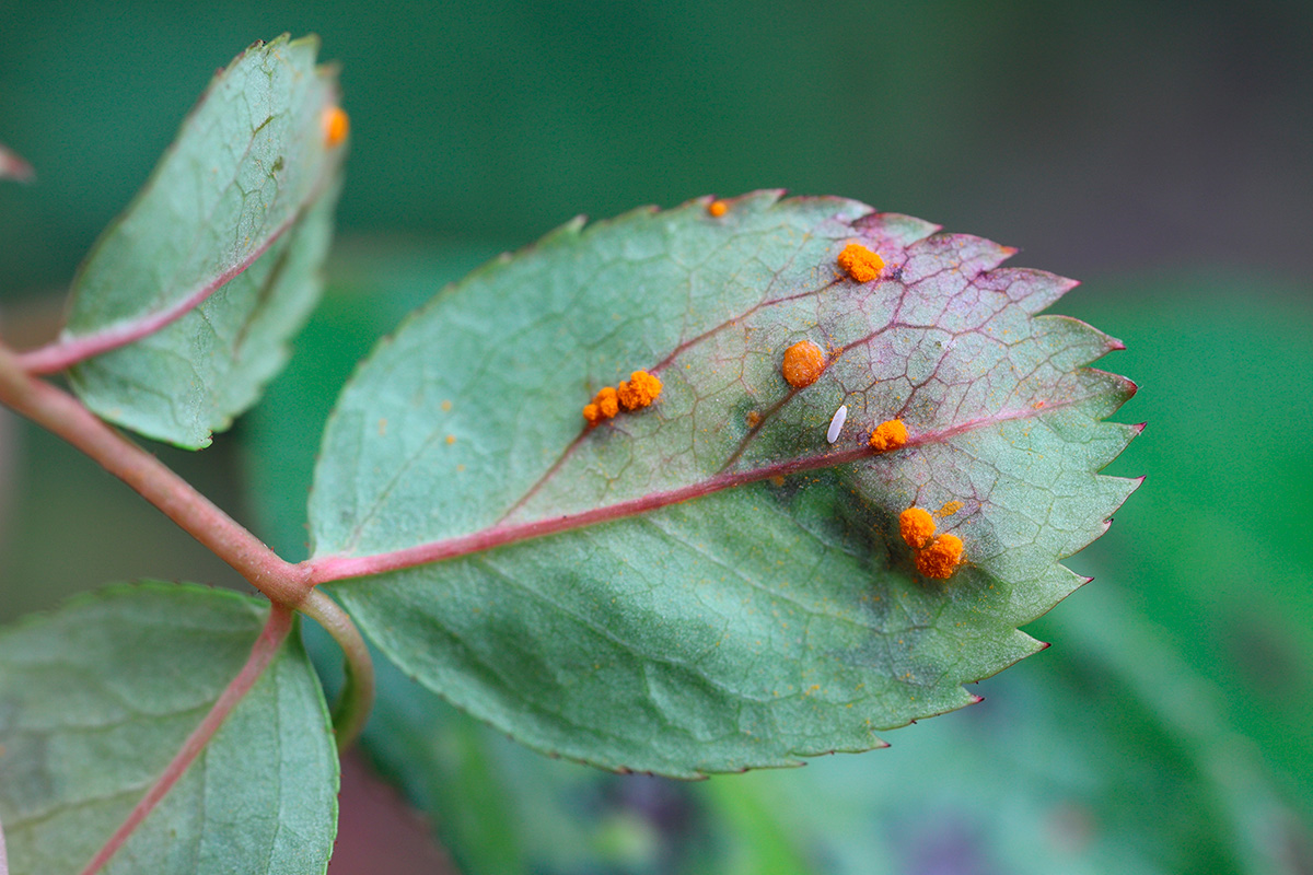 Infiserte roseblader med rustlignende sopp på baksiden