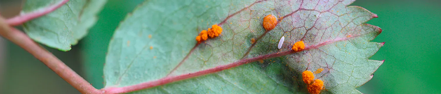 Roser | gjoerdetselv.com