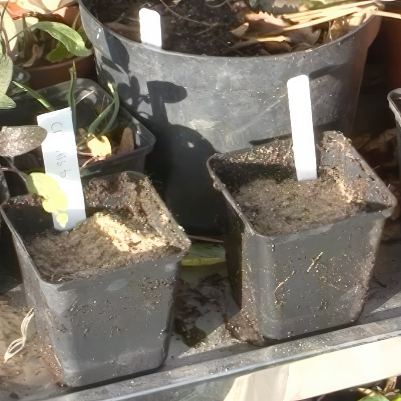 formering af klematis