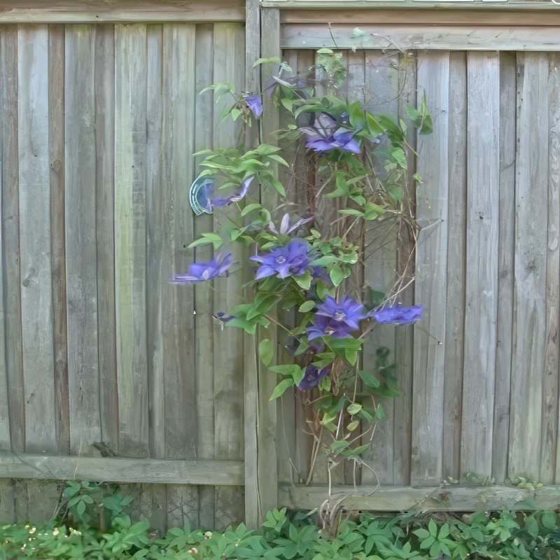 stiklinger af klematis