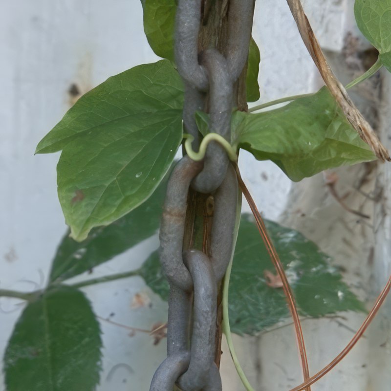 stikling af klematis