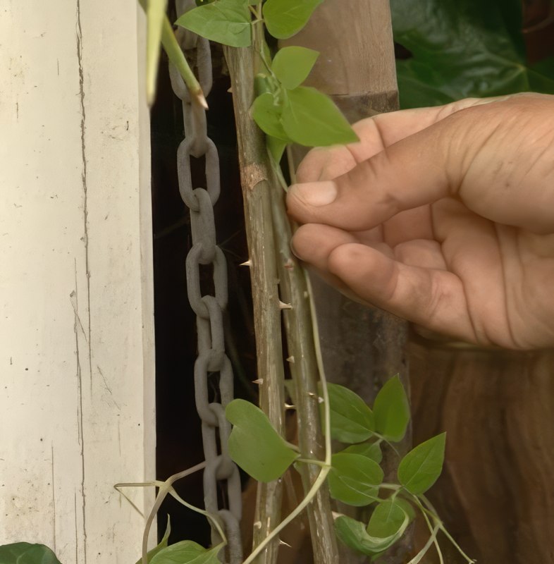 stiklinger af klematis