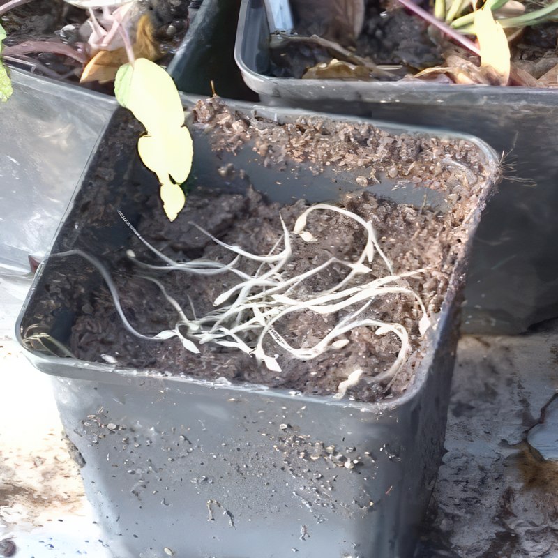 formering af klematis