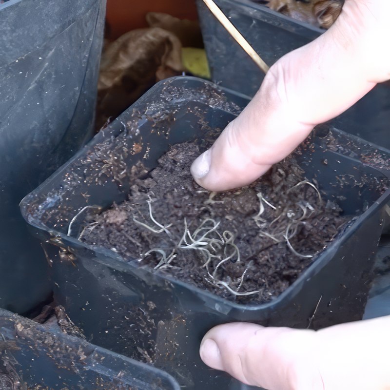 formering af klematis