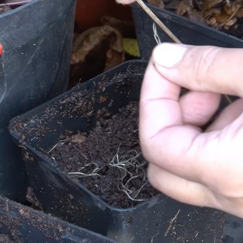 formering af klematis