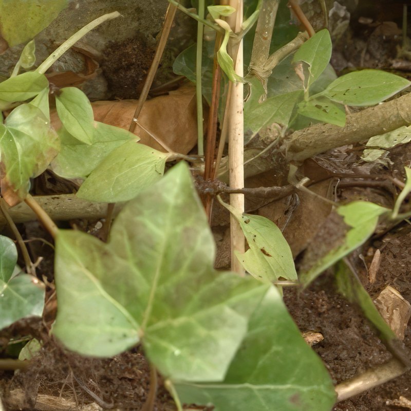 plantning af klematis