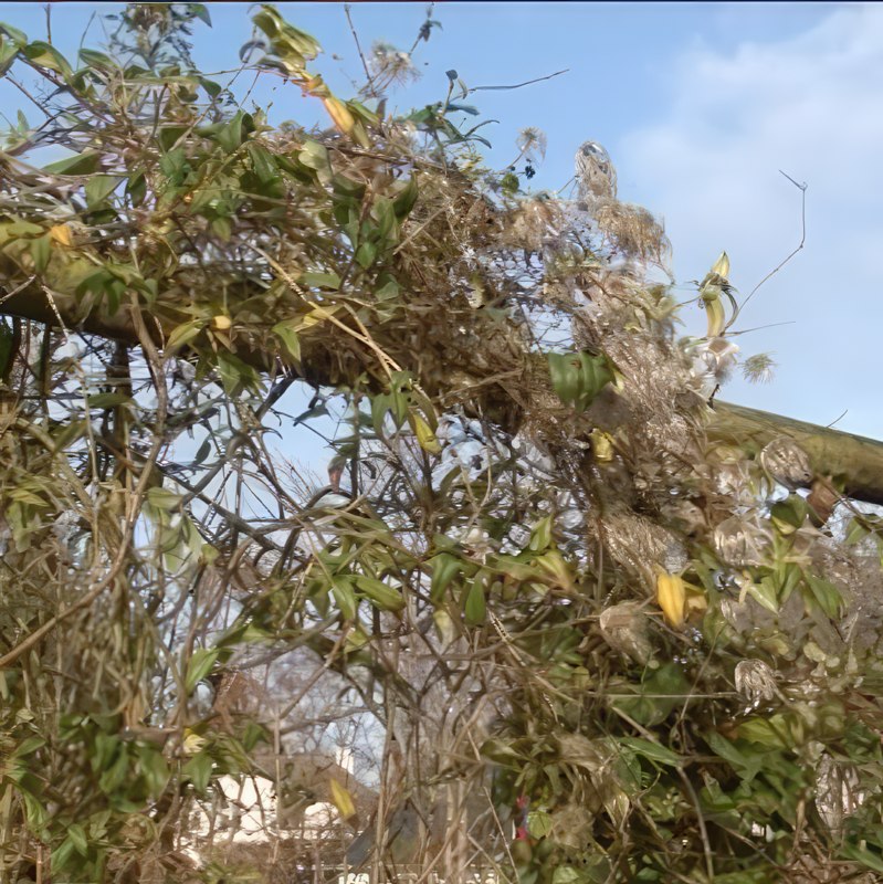 formering af klematis