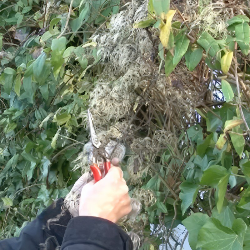 formering af klematis