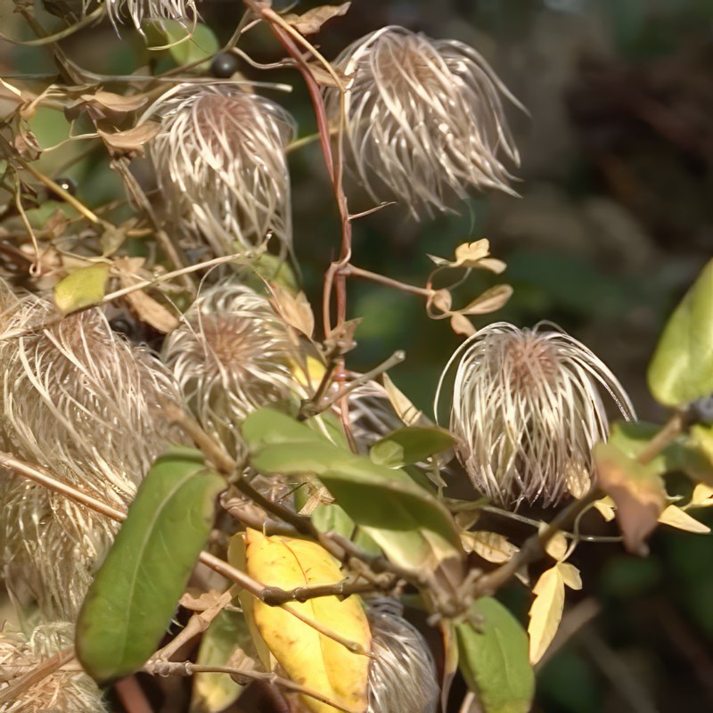 formering af klematis