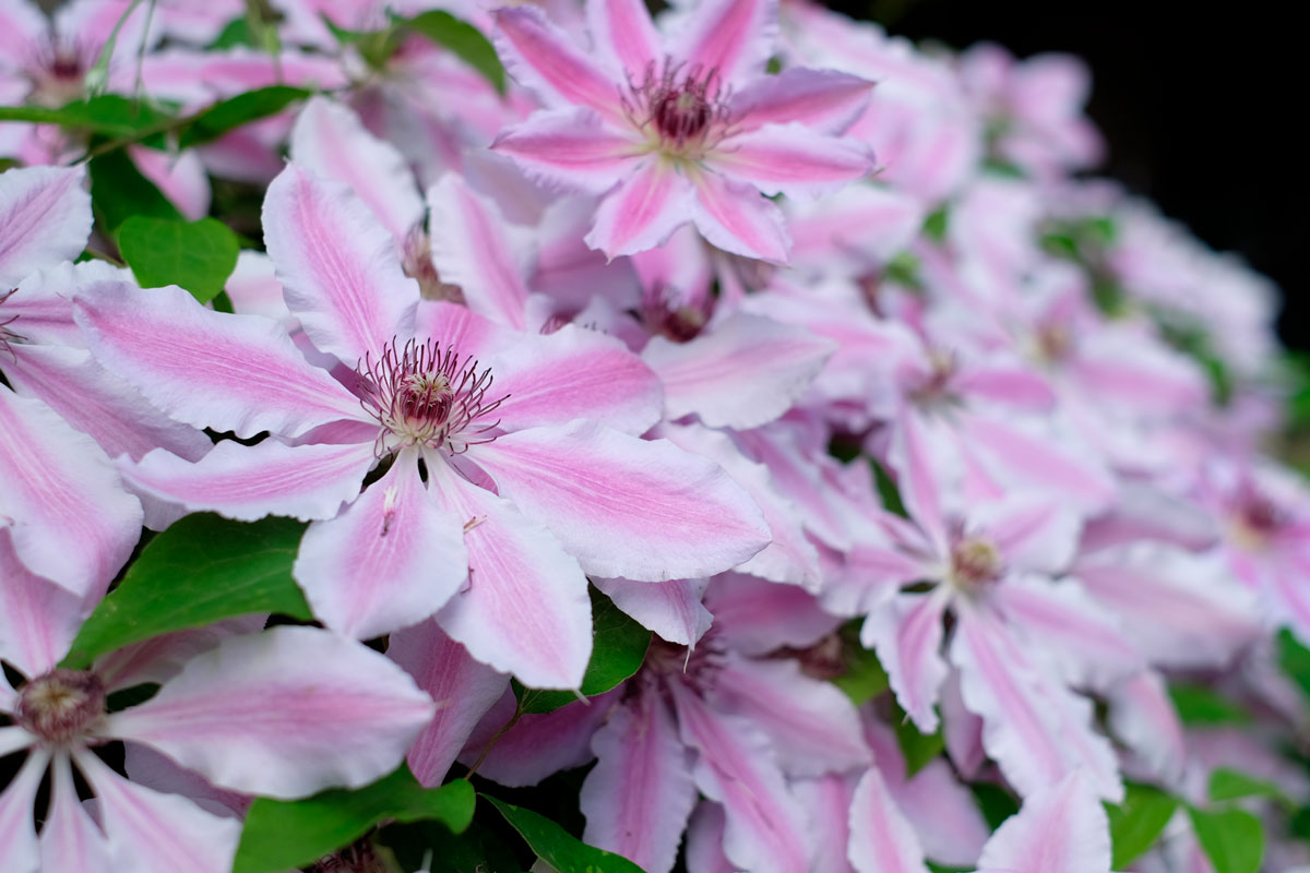 klematis nelly moser