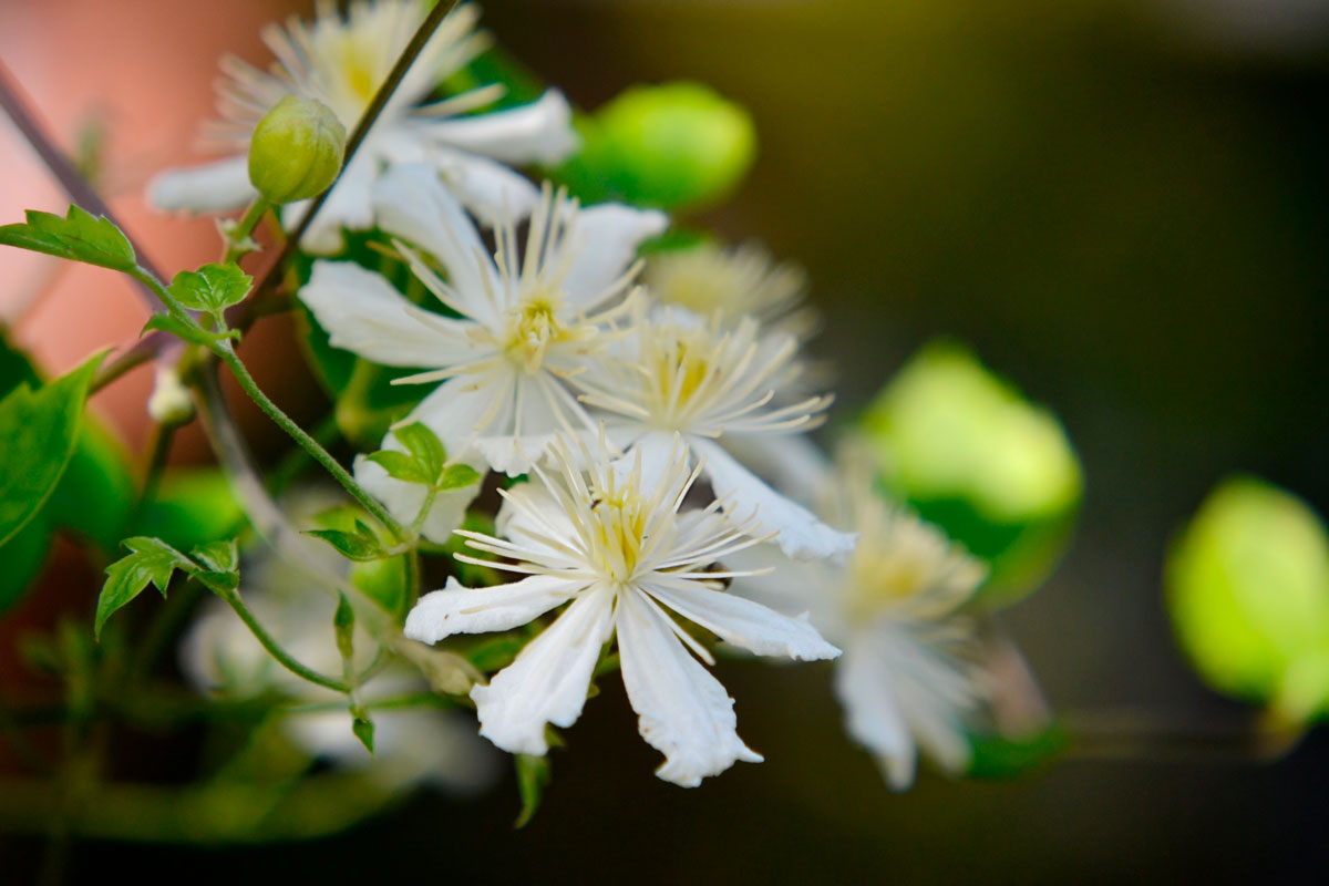 klematis summer snow