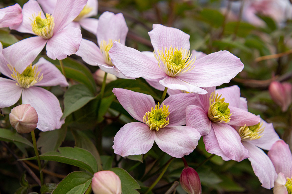 klematis montana rubens