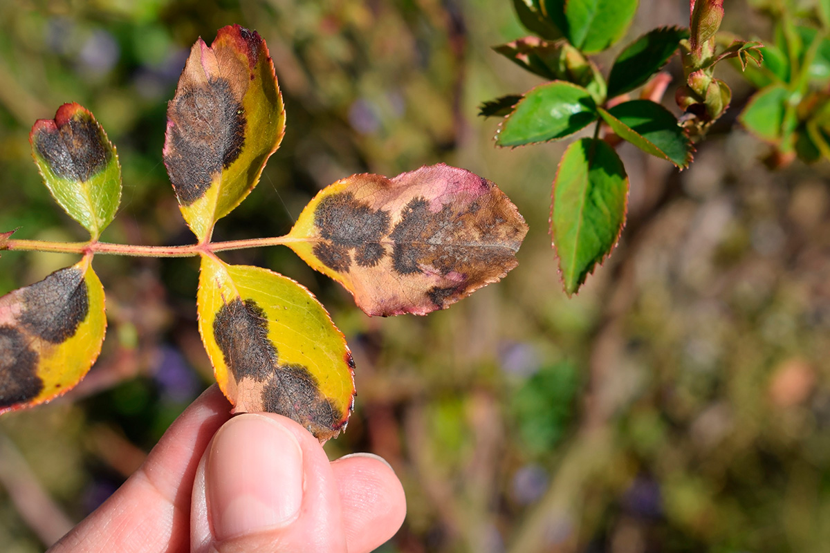Stråleflekk på roser: Roserust kjennetegnes av fremtredende oransje sporeklynger på bladoverflaten