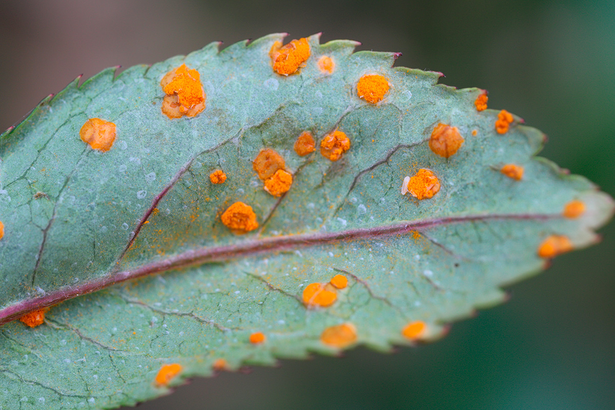 Rust på roser: Nærbilde av et roseblad med symptomer på soppsykdommen rust, vist ved oransjerøde flekker mot en grønn bladoverflate.