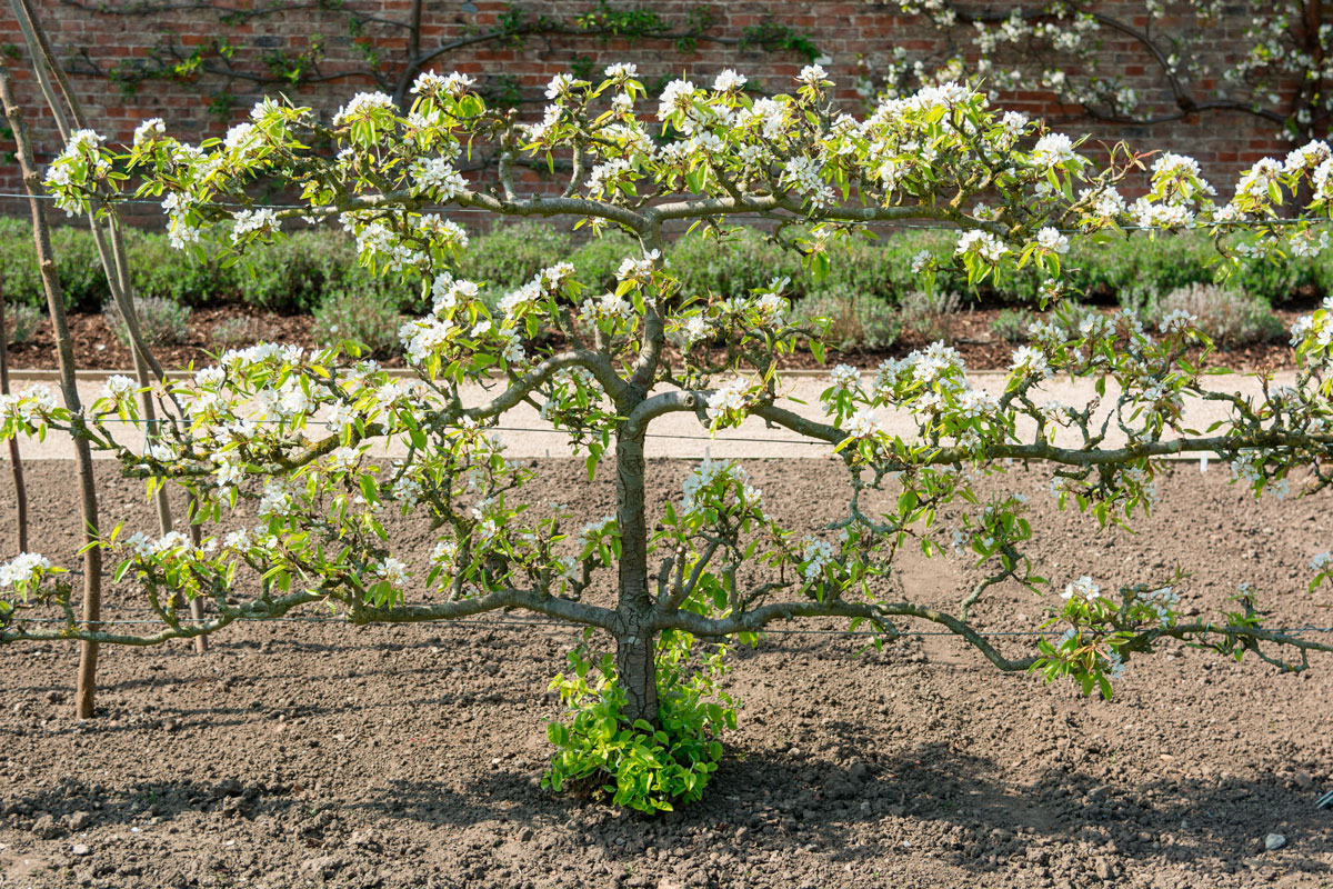Espalier til frukttrær