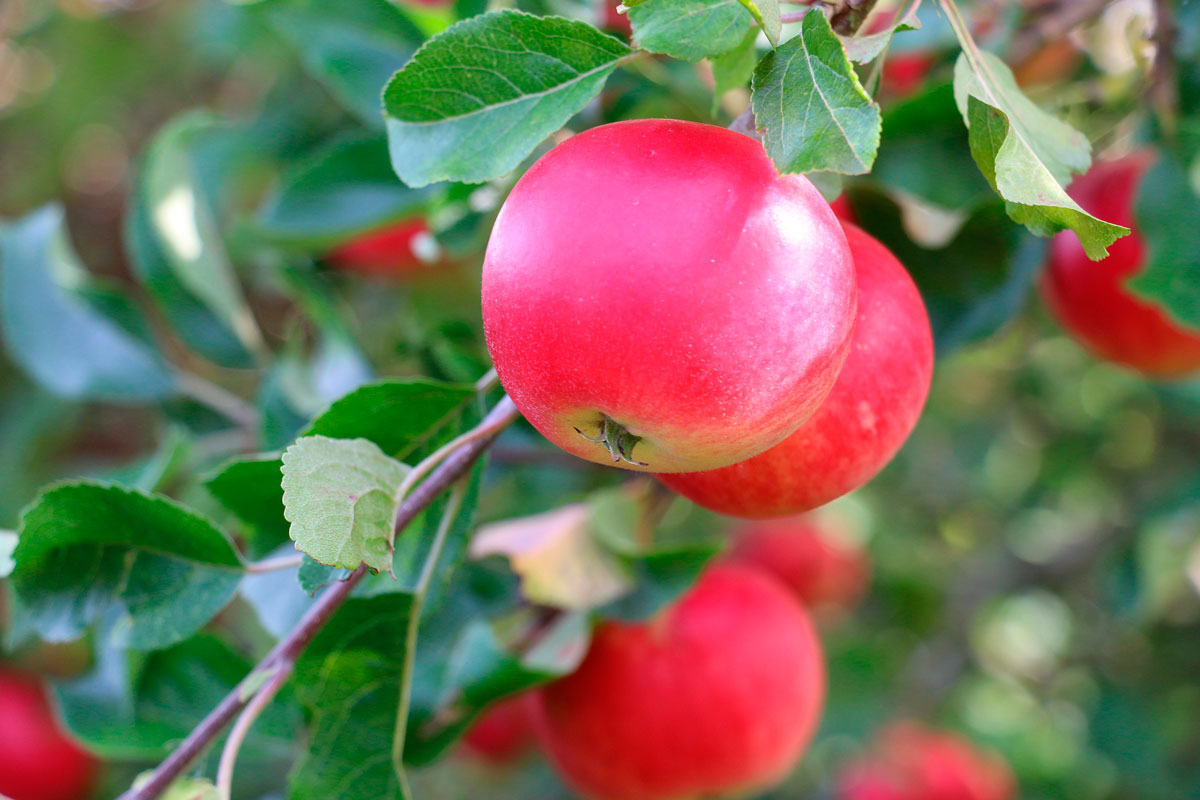 frugttræer espalier discovery