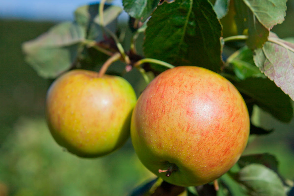 frugttræ james grieve