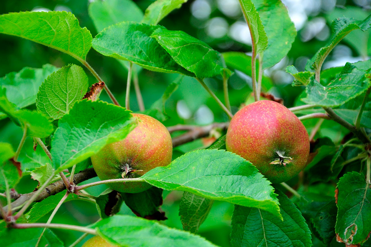 frugttræ belle de boskoop