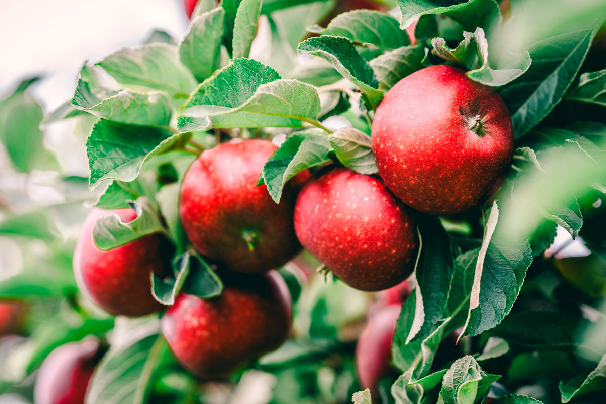 frugttræer espalier ingrid marie
