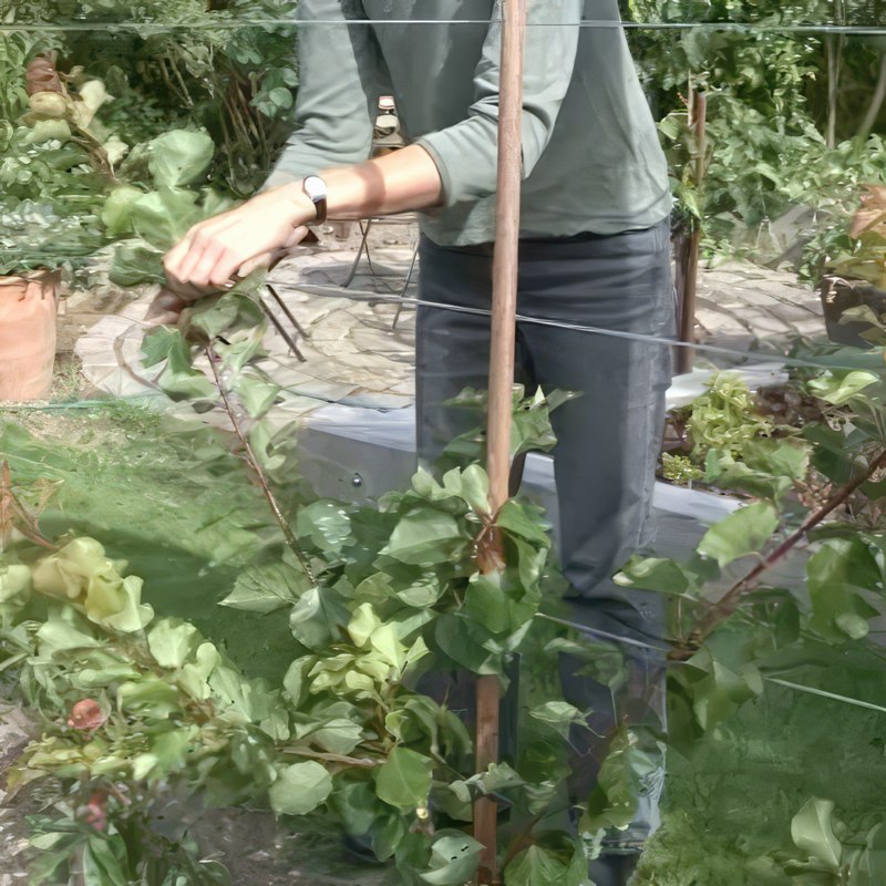 opbinding af frugttræer