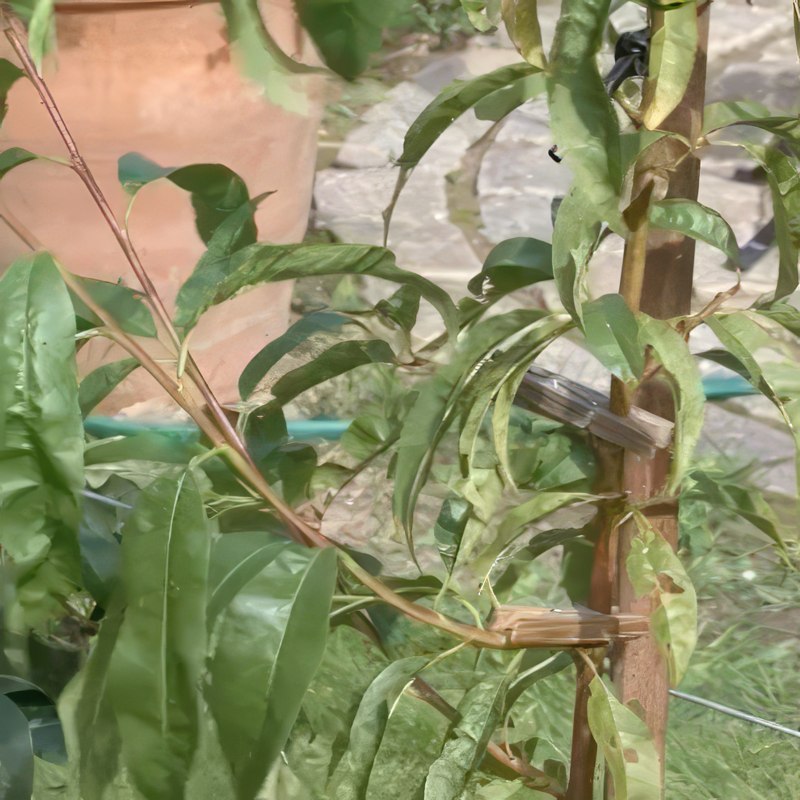 opbinding af frugttræer