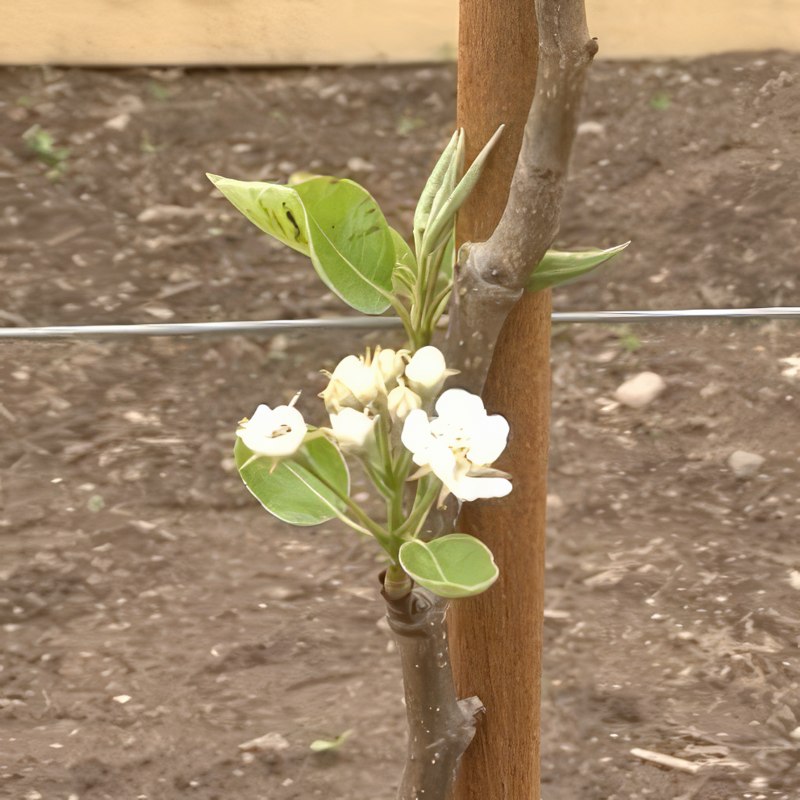 espalier frugttræer beskæring