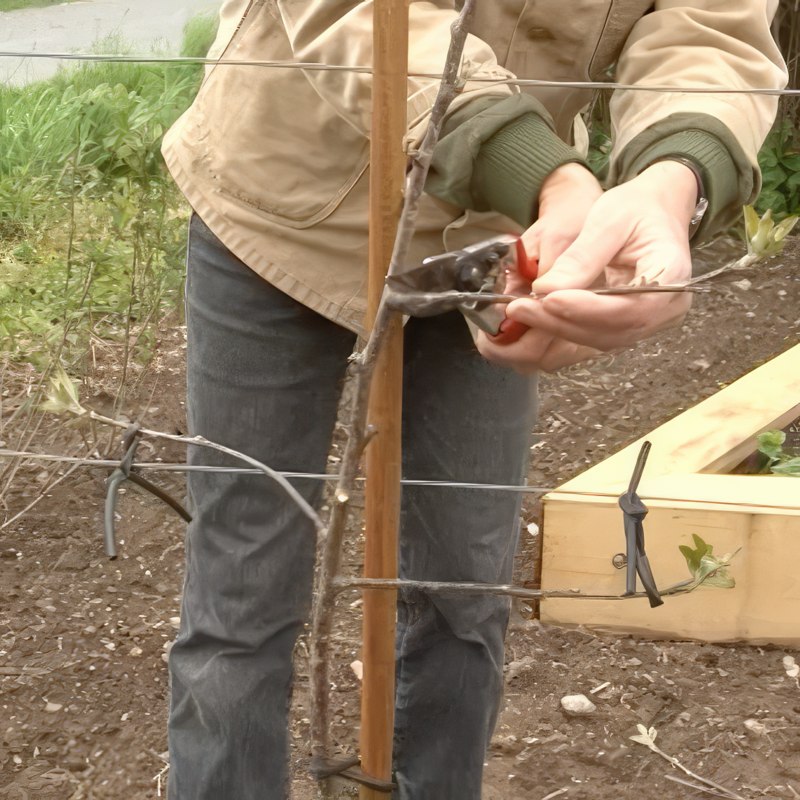 beskæring af espalier æbletræ