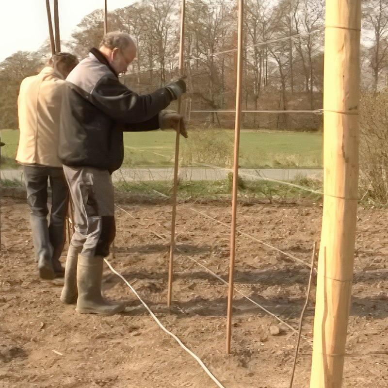 espalier frugttræer