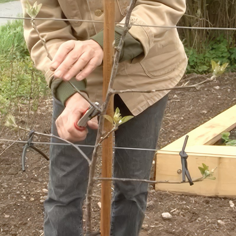 beskæring af espalier æbletræ