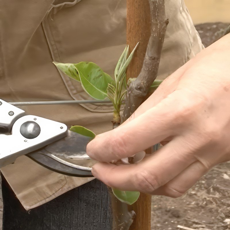 espalier frugttræer beskæring