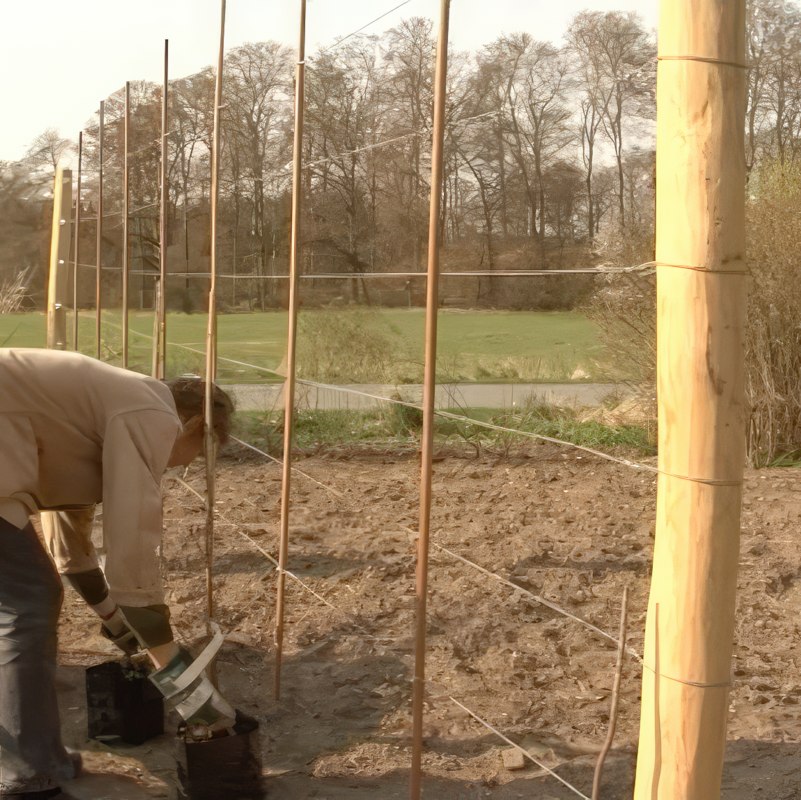 plantning af frugttræer