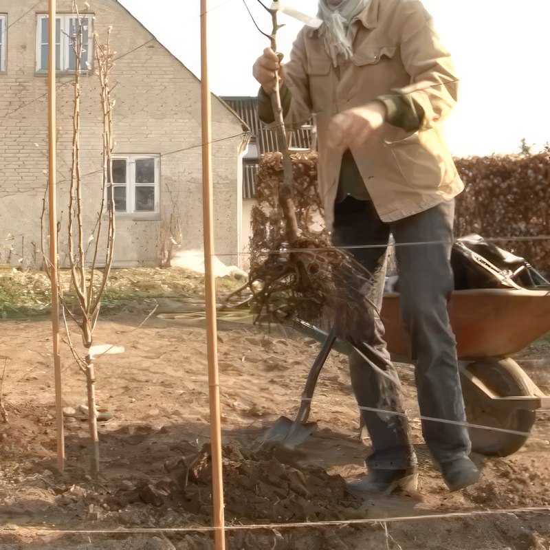 plantning af frugttræer