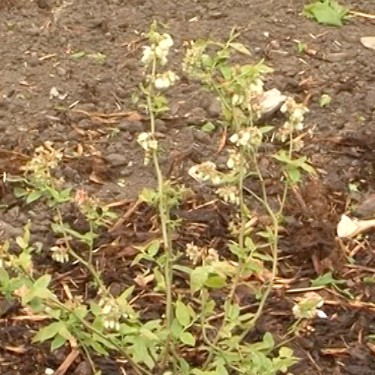 gödning för blåbär