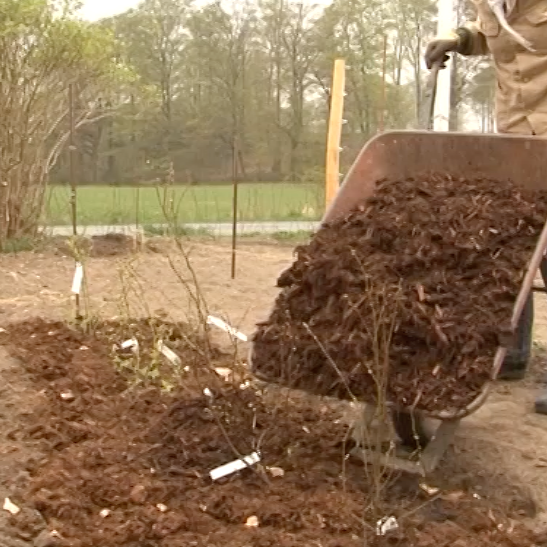 Beskärning av blåbär