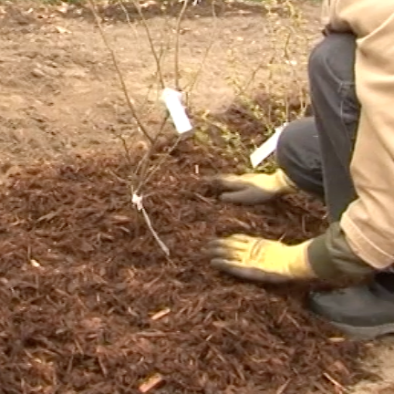 Beskärning av blåbär