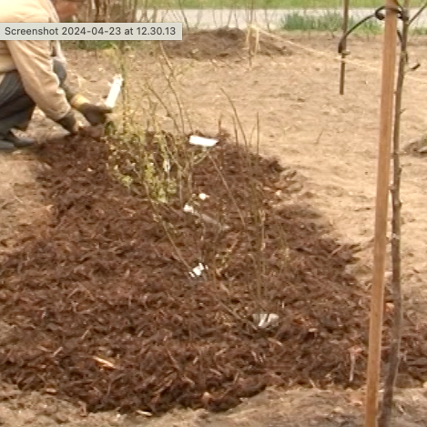 Beskärning av blåbär