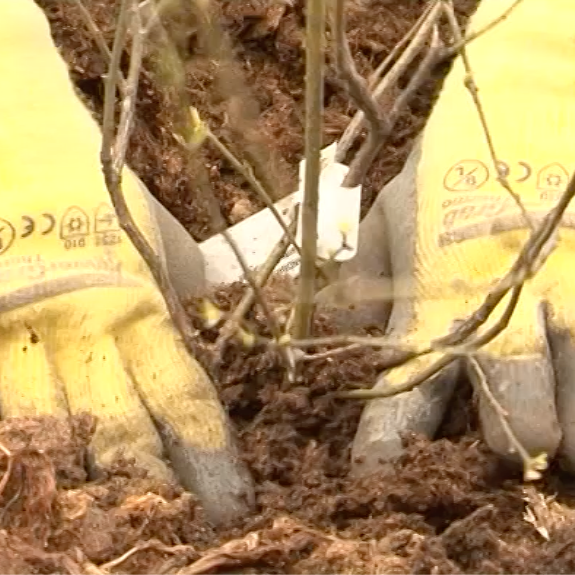 Blåbär i trädgården