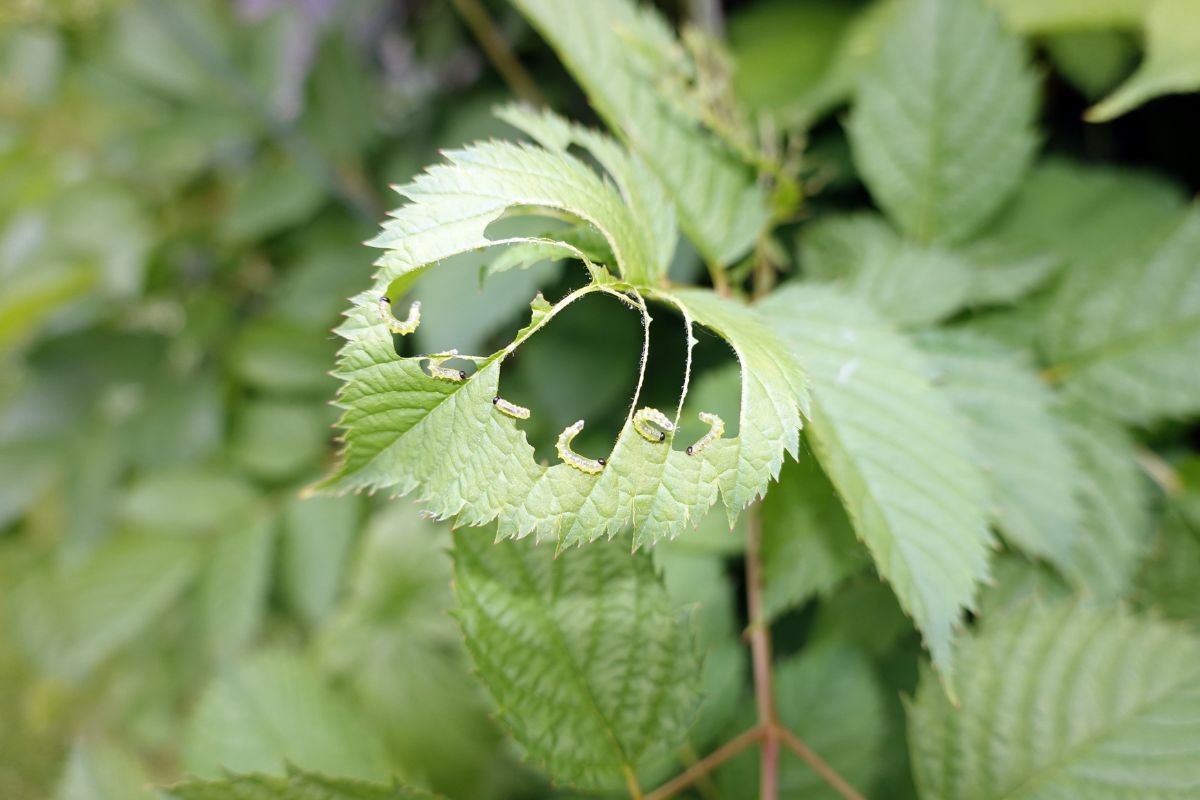Bladvepslarver spiser på kanten av et grønt blad