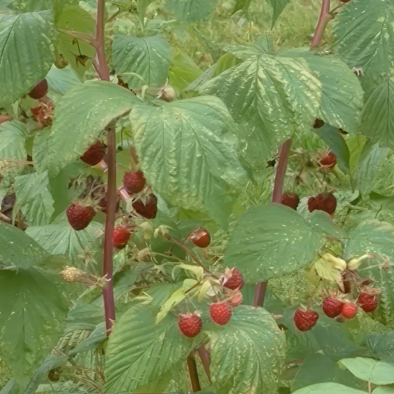 klipping av bringebær