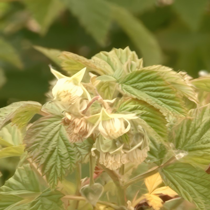 oppbinding av bringebær