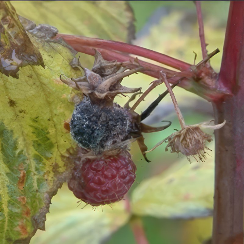 gråskimmel i bringebær