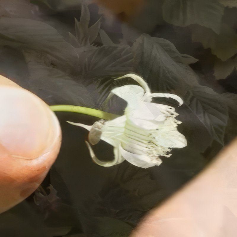 oppbinding av bringebær