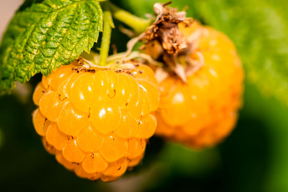 bringebær busk golden everest