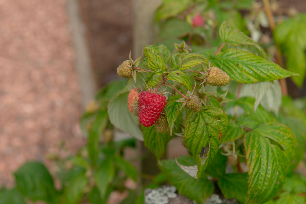 bringebær busk polka