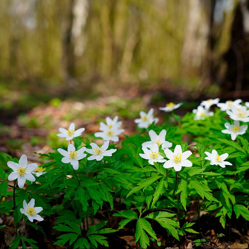 Hvide stauder til skygge
