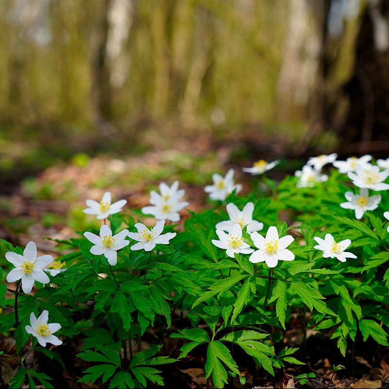 Stauder som tåler skygge og fuktig jord