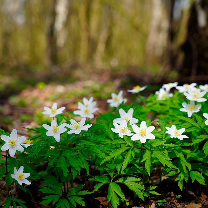 Ettåriga blommor som trivs i skugga