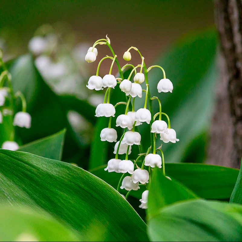 Växter som trivs i skugga utomhus